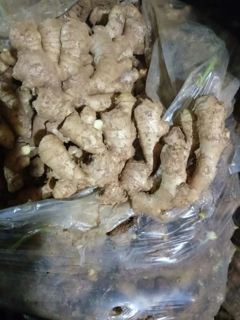 优质小黄姜常年有货产地直供质量保证全国发货诚信经营