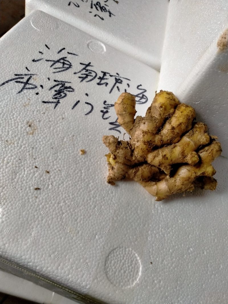 优质小黄姜常年有货产地直供质量保证全国发货诚信经营