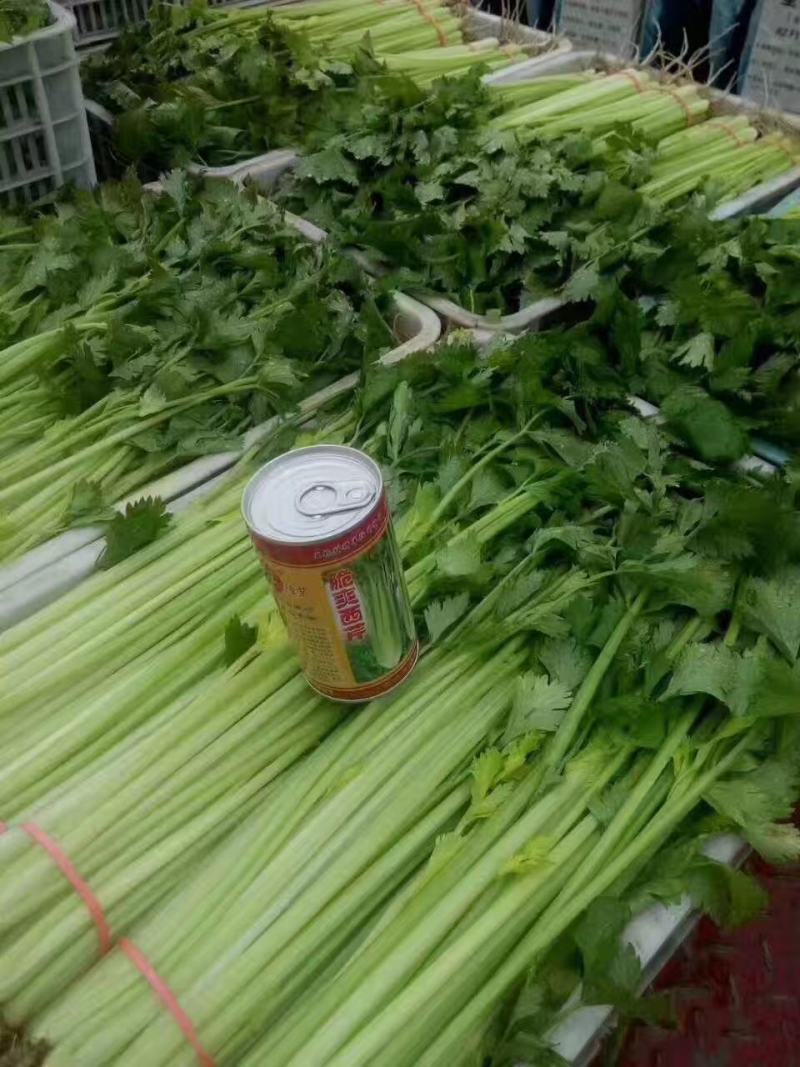 黄玉西芹种子芹菜种子进囗品质抗病生长速度快亩3万斤