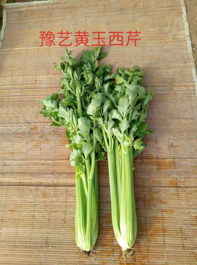 黄玉西芹种子芹菜种子进囗品质抗病生长速度快亩3万斤