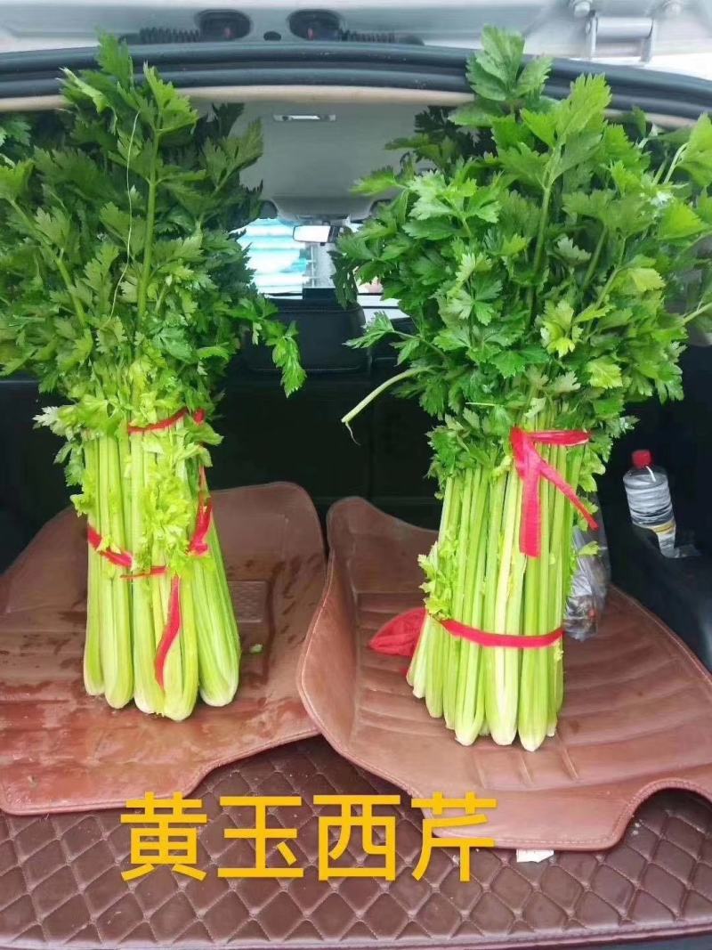 黄玉西芹种子芹菜种子进囗品质抗病生长速度快亩3万斤