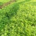 黄玉西芹种子芹菜种子进囗品质抗病生长速度快亩3万斤