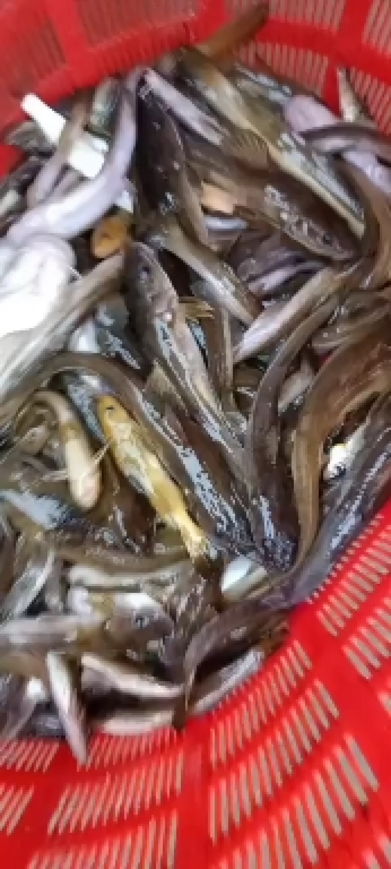 淡水鱼类石扁头