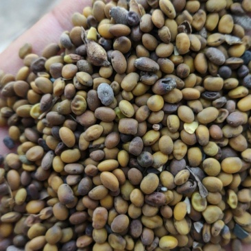 苦豆子