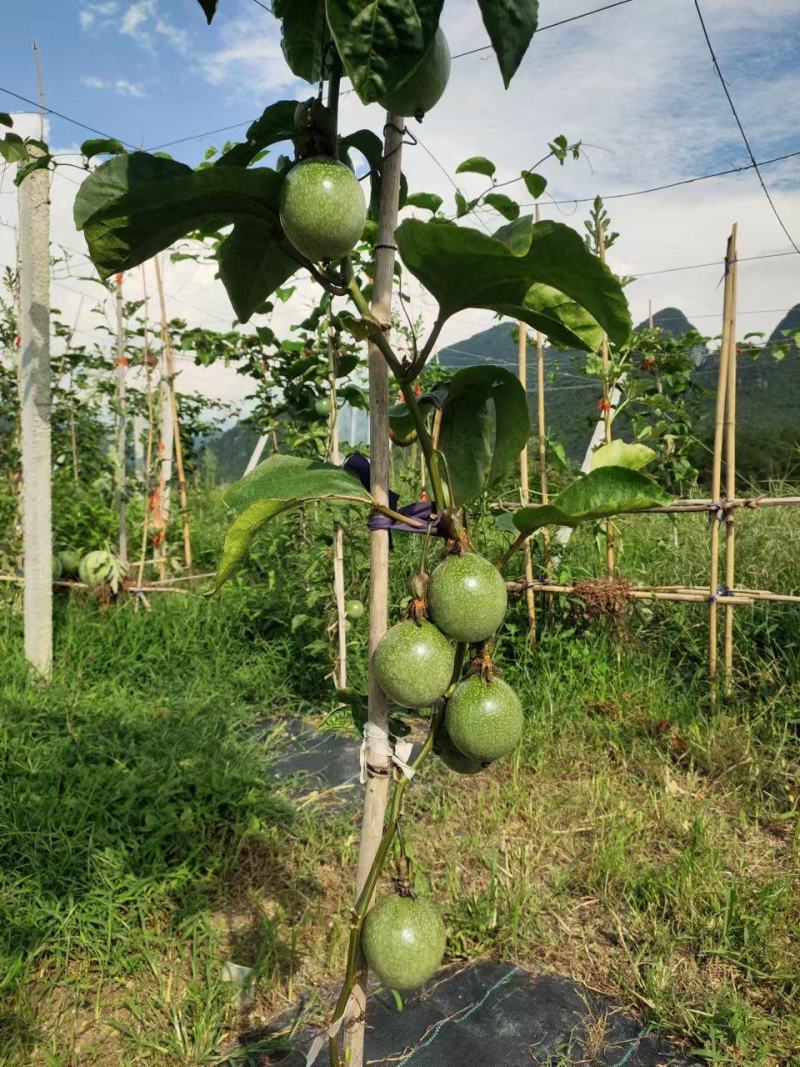 百香果大量上市了