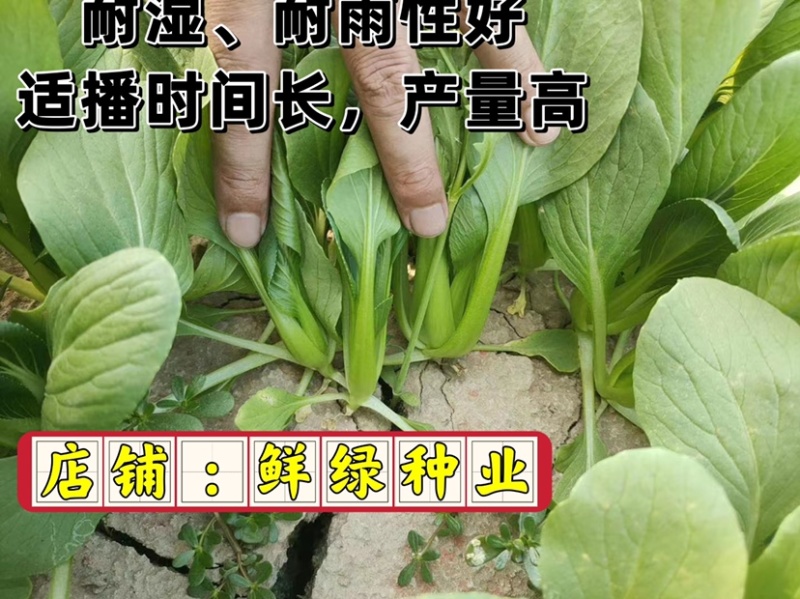 鸡毛菜株型直立，叶片绿色梗翠绿色，耐湿、耐雨性好、产量高