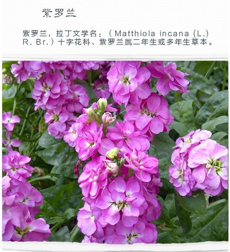 紫罗兰种子花种子园林绿化盆栽四季种易种易活草花卉种子