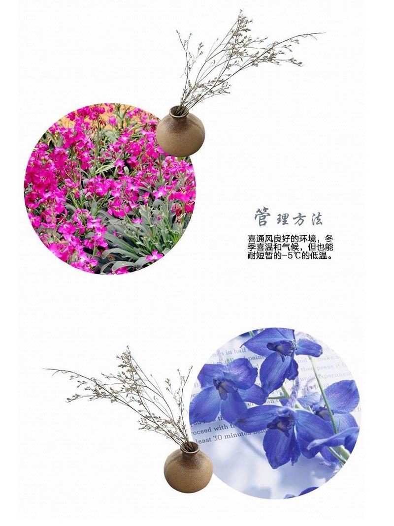 紫罗兰种子花种子园林绿化盆栽四季种易种易活草花卉种子