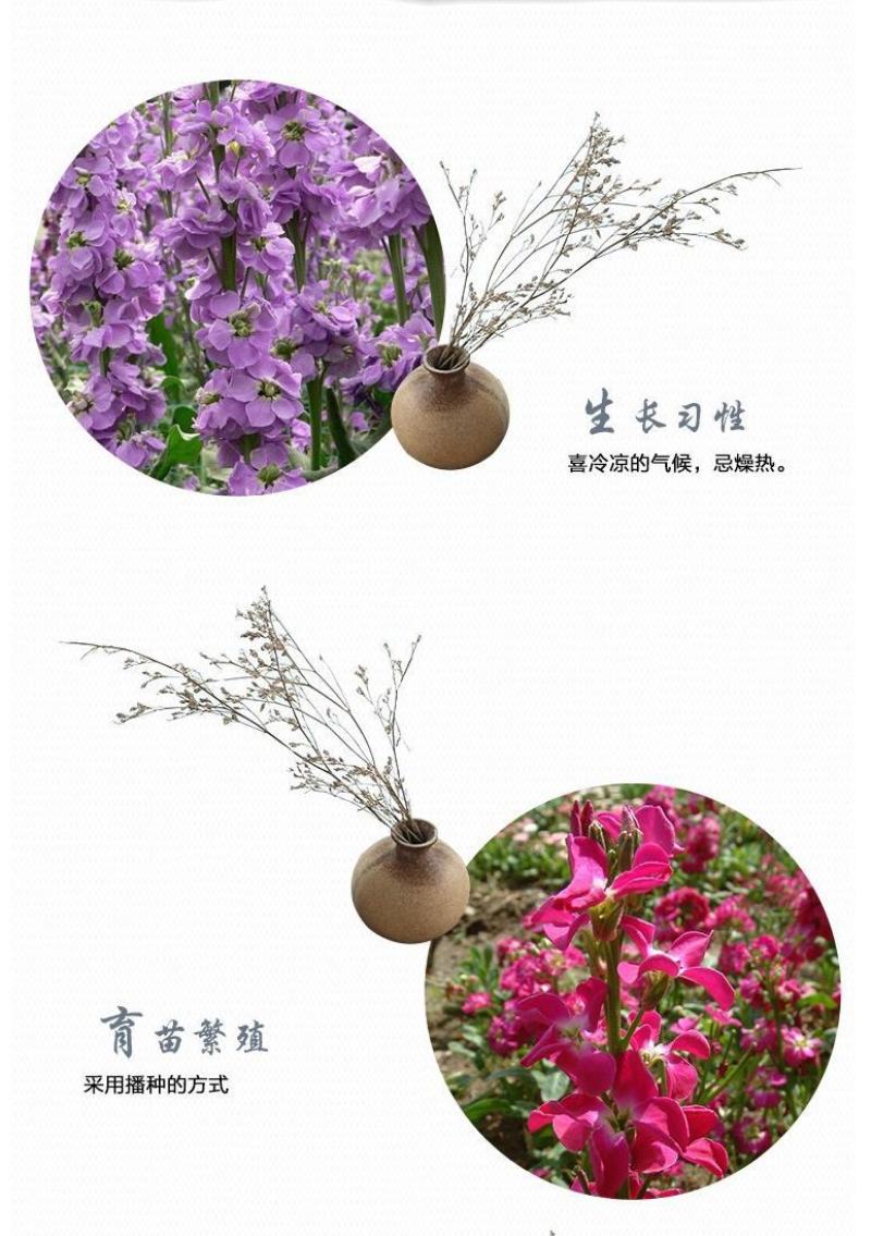 紫罗兰种子花种子园林绿化盆栽四季种易种易活草花卉种子