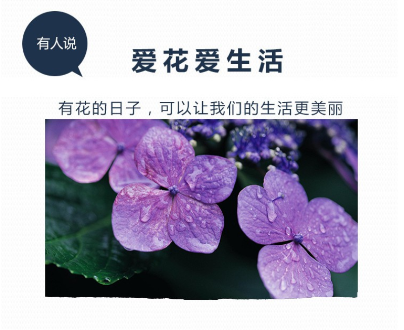 紫罗兰种子花种子园林绿化盆栽四季种易种易活草花卉种子