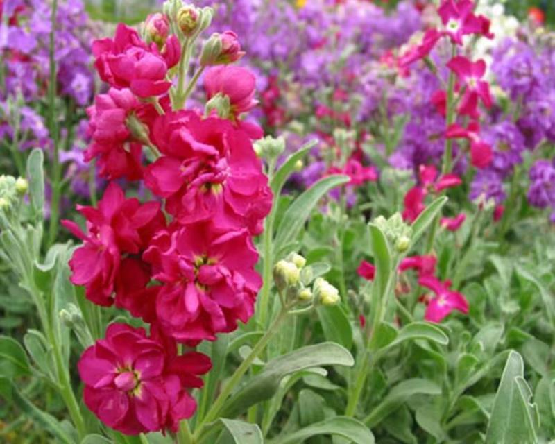 紫罗兰种子花种子园林绿化盆栽四季种易种易活草花卉种子