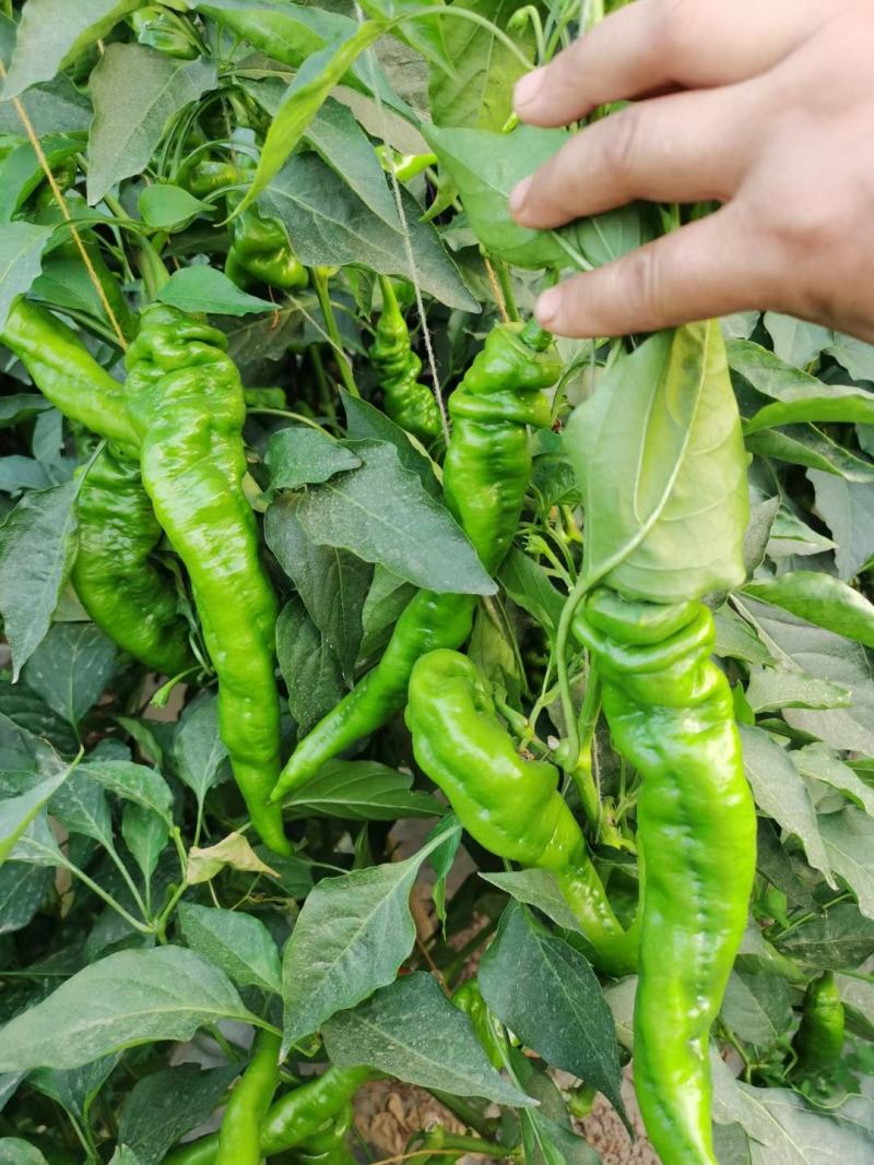 精品鲜陇椒，现场采摘