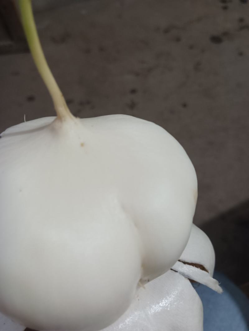 江西凉薯。种植基地供货量大新苗凉薯口感脆甜。多汁水分足。