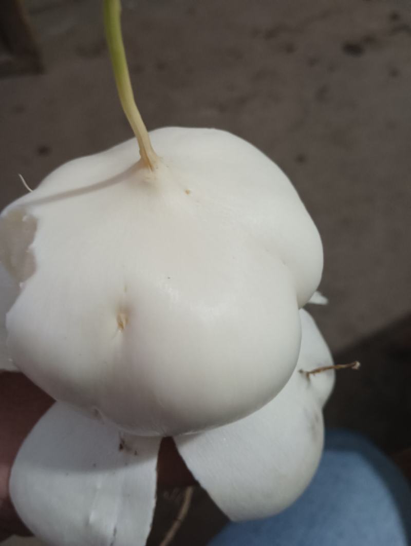 江西凉薯。种植基地供货量大新苗凉薯口感脆甜。多汁水分足。