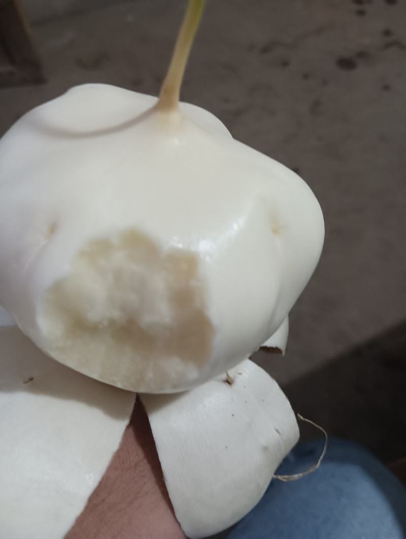 江西凉薯。种植基地供货量大新苗凉薯口感脆甜。多汁水分足。