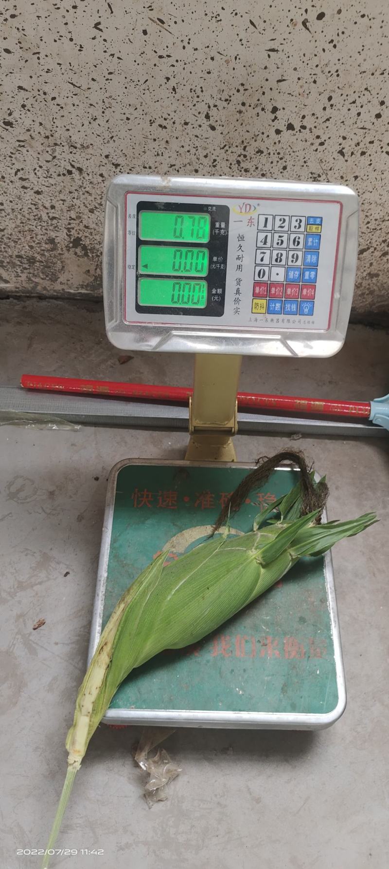 太阳花玉米，花超玉米大量有货，欢迎各位老板合作需要联系我
