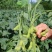 四川成都蔬菜基地百亩翠绿宝毛豆夹无公害青毛豆简阳豆夹