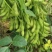 四川成都蔬菜基地百亩翠绿宝毛豆夹无公害青毛豆简阳豆夹