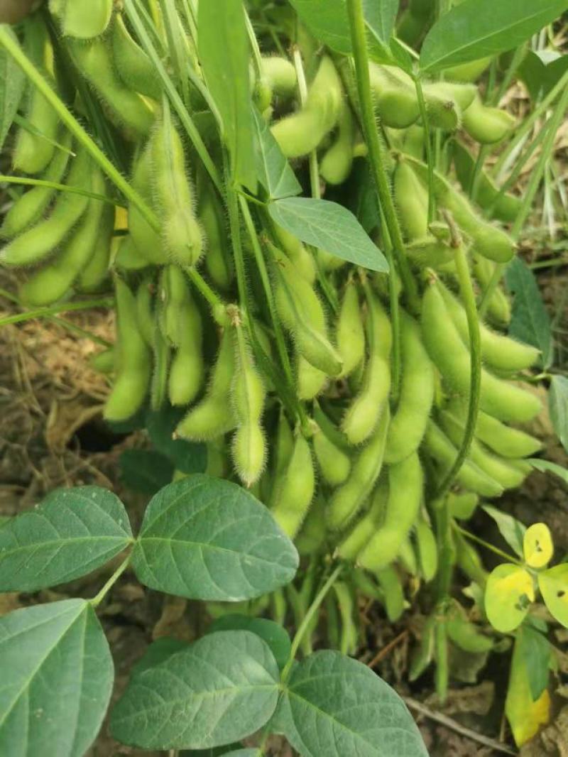 四川成都蔬菜基地百亩翠绿宝毛豆夹无公害青毛豆简阳豆夹
