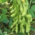 四川成都蔬菜基地百亩翠绿宝毛豆夹无公害青毛豆简阳豆夹
