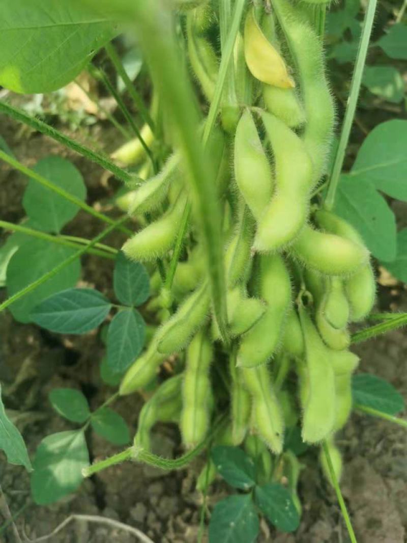 四川成都蔬菜基地百亩翠绿宝毛豆夹无公害青毛豆简阳豆夹
