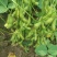 四川成都蔬菜基地百亩翠绿宝毛豆夹无公害青毛豆简阳豆夹