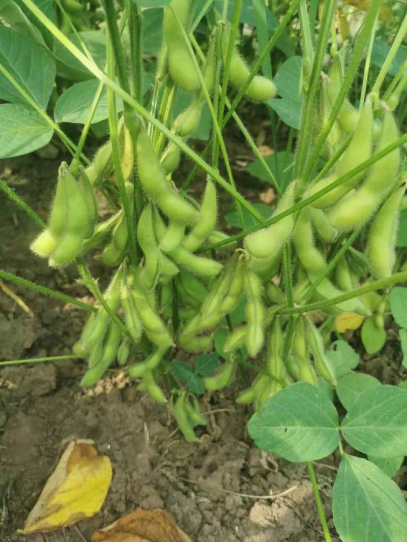四川成都蔬菜基地百亩翠绿宝毛豆夹无公害青毛豆简阳豆夹