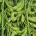 四川成都蔬菜基地百亩翠绿宝毛豆夹无公害青毛豆简阳豆夹