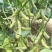 四川成都蔬菜基地百亩翠绿宝毛豆夹无公害青毛豆简阳豆夹
