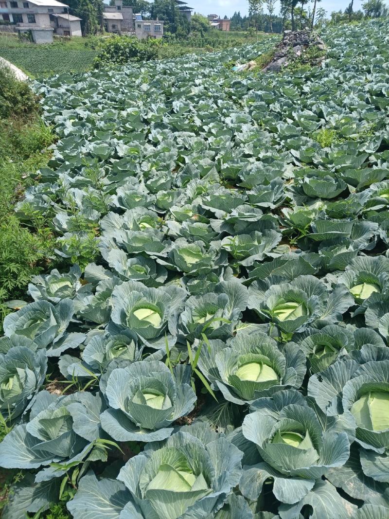 湖北恩施利川齐岳山高山蔬菜