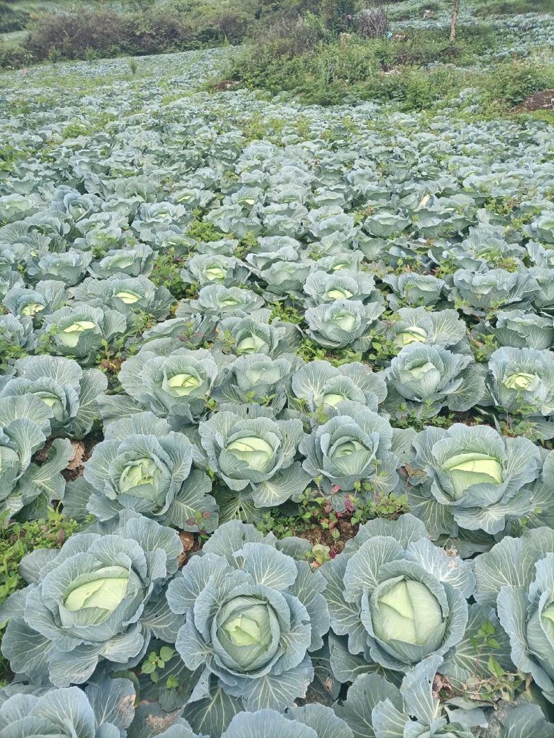 湖北恩施利川齐岳山高山蔬菜