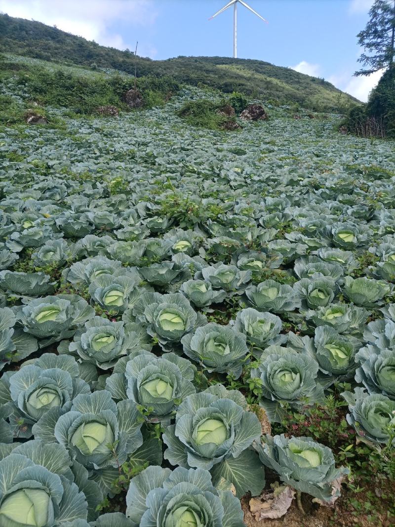 湖北恩施利川齐岳山高山蔬菜