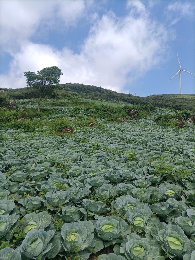 湖北恩施利川齐岳山高山蔬菜