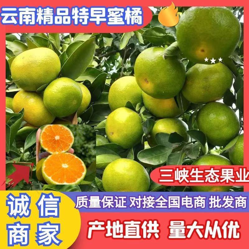 湖北高山特早蜜橘产地直销大量供应对接全国批发商电商客户
