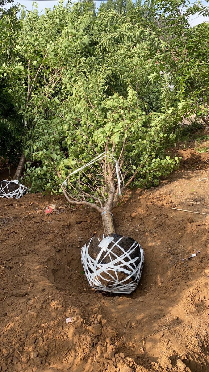 樱花—山东基地大量直销，精品晚樱、早樱大量出售