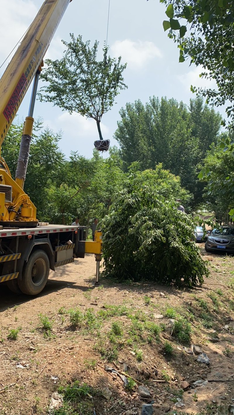 樱花—山东基地大量直销，精品晚樱、早樱大量出售