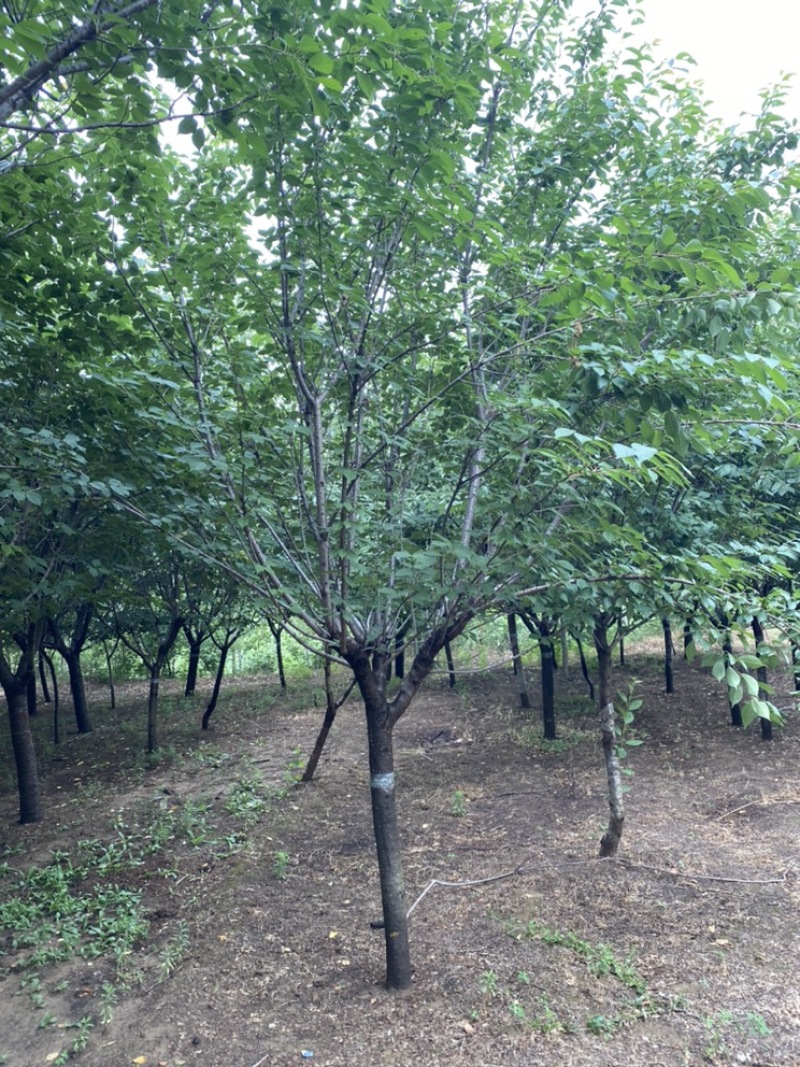 樱花—山东基地大量直销，精品晚樱、早樱大量出售
