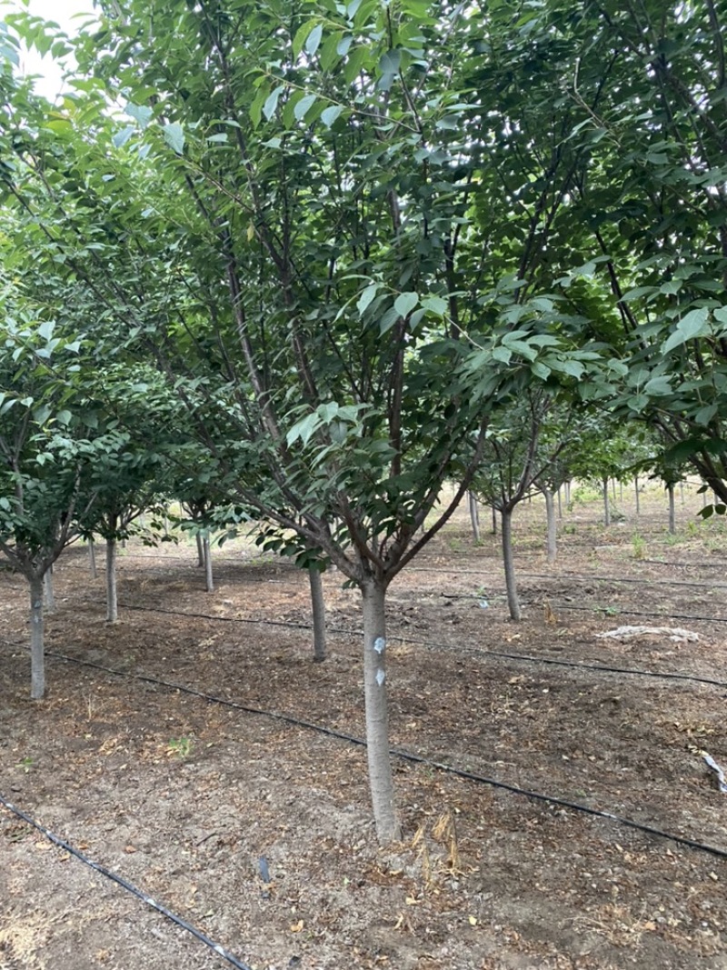 樱花—山东基地大量直销，精品晚樱、早樱大量出售