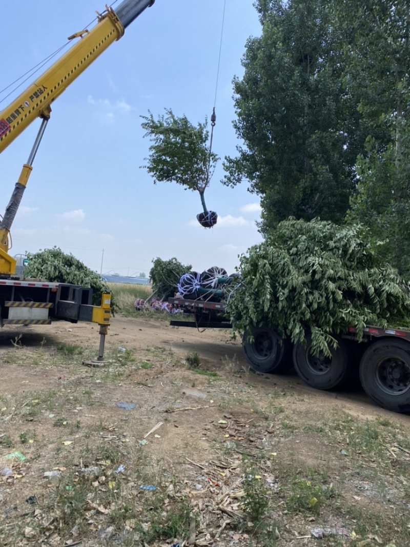 樱花—山东基地大量直销，精品晚樱、早樱大量出售