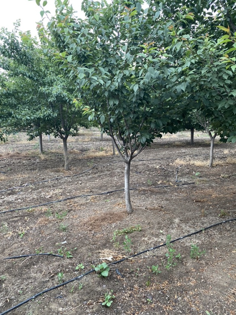 樱花—山东基地大量直销，精品晚樱、早樱大量出售