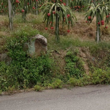 火龙果