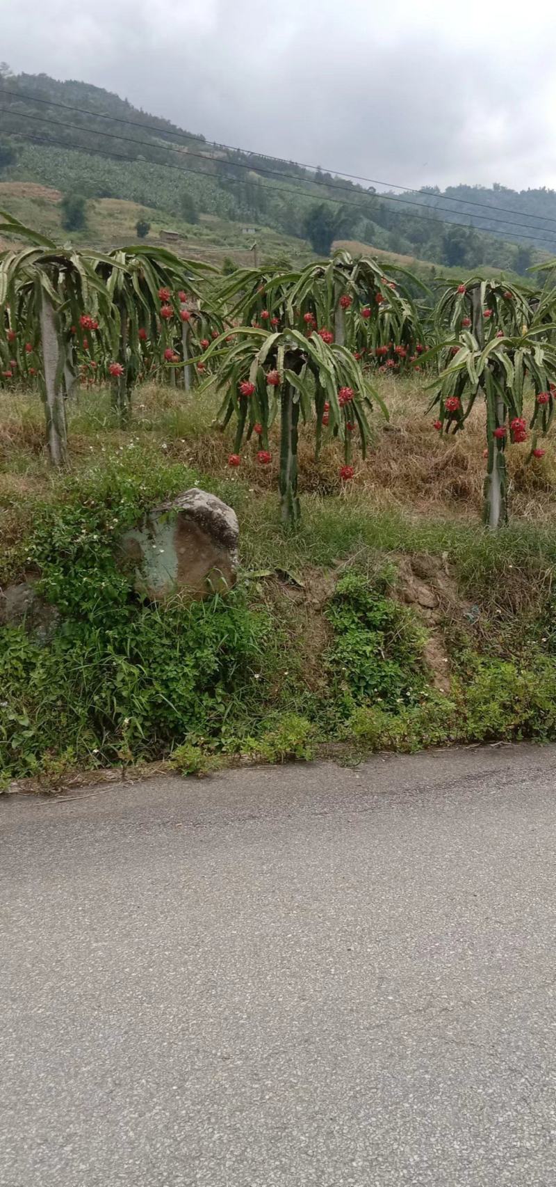 火龙果