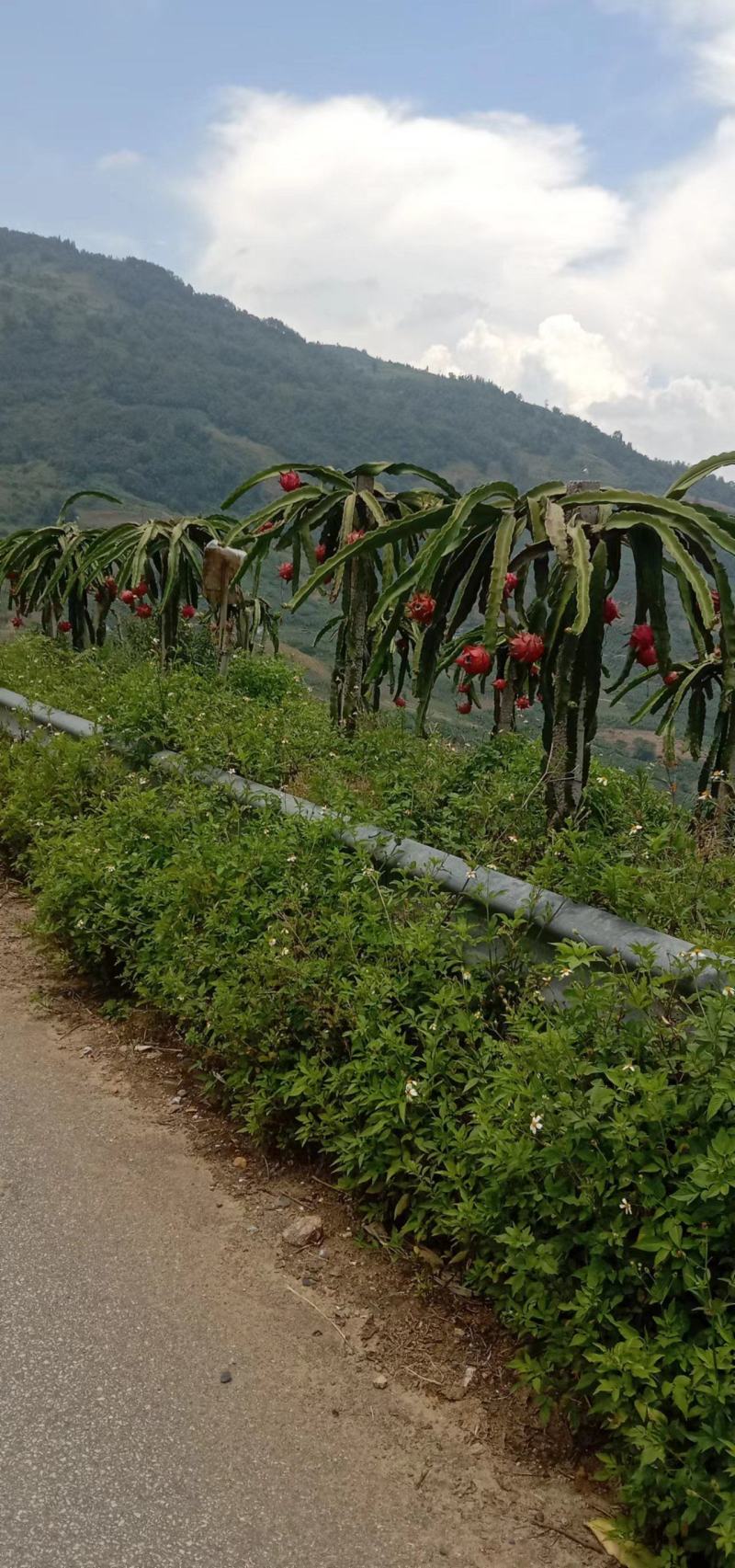 火龙果
