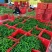 【优选】精品牛角椒15~20厘米黄微辣大量现货