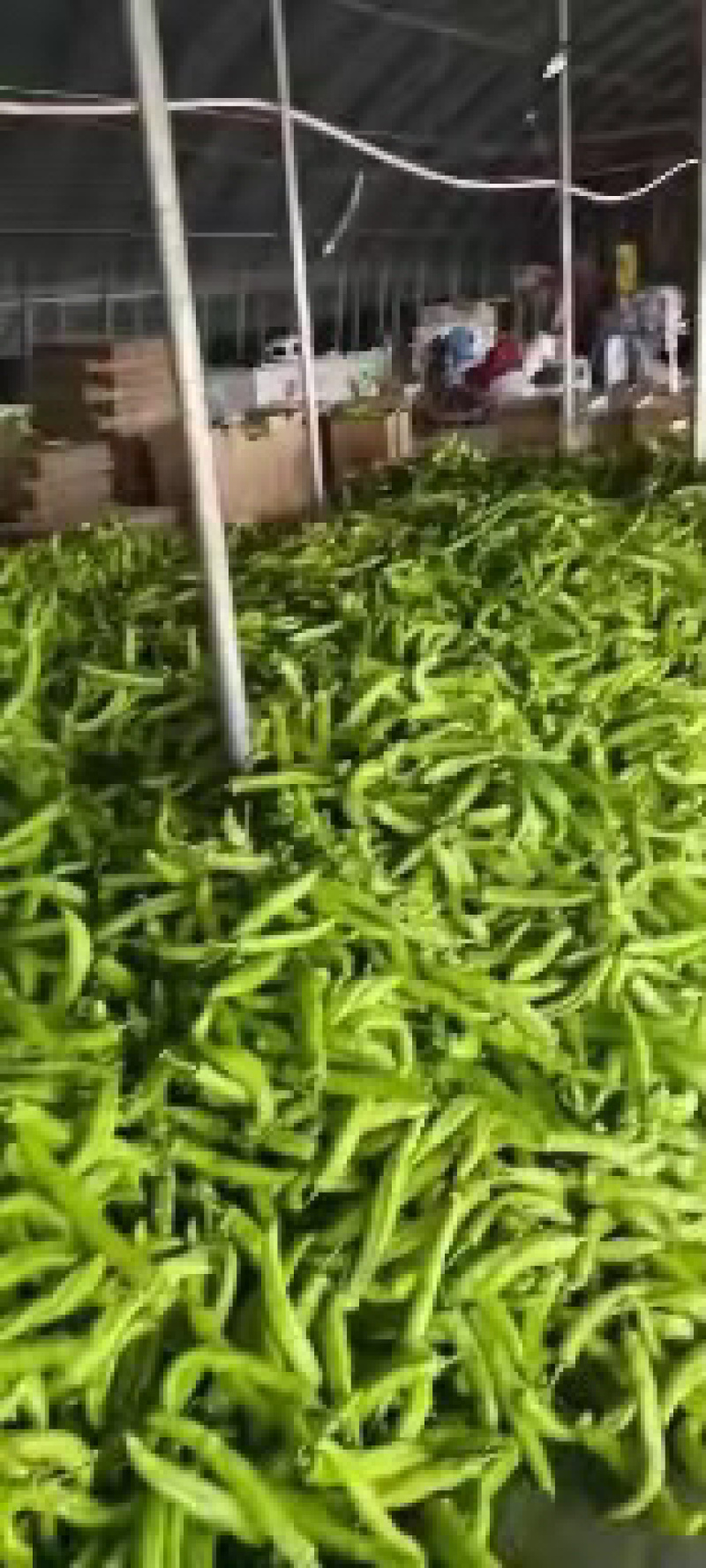 【优选】精品牛角椒15~20厘米黄微辣大量现货