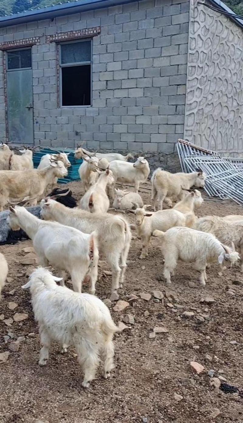 活羊，绒山羊，养殖场直供，生态放养，欢迎来电洽谈合作