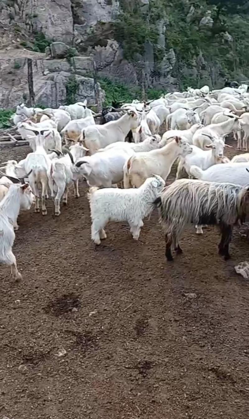 活羊，绒山羊，养殖场直供，生态放养，欢迎来电洽谈合作