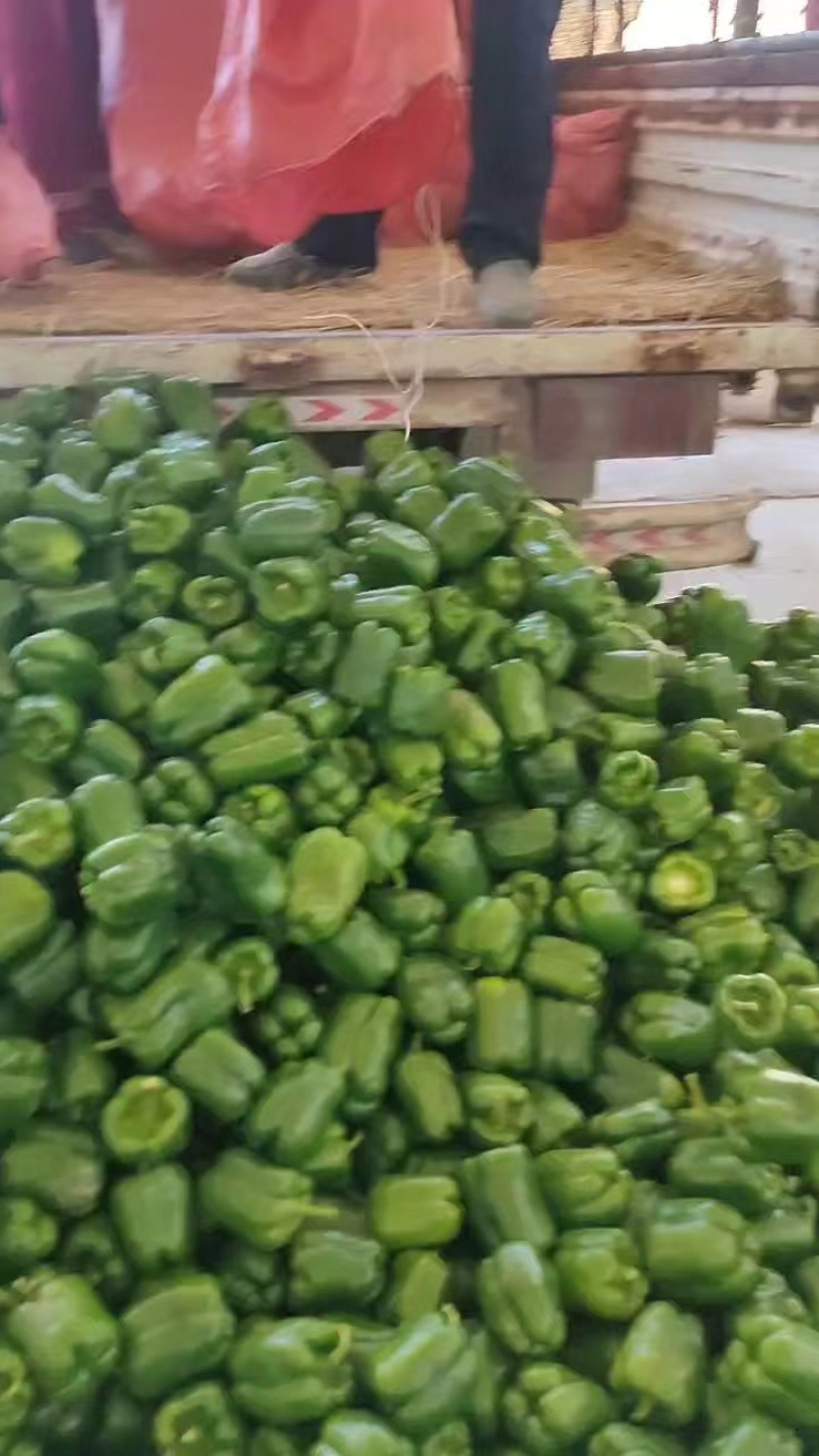 山西晋北精品辣椒、皱皮椒货源充足视频看货论价诚信经营