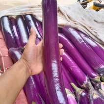 精品紫棒茄广茄大量现货产地直供质量保证代发全国