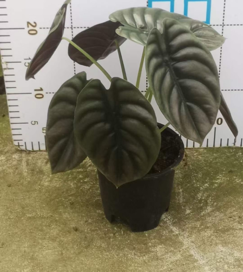 铜叶海芋，超大，多规格，稳定供货，